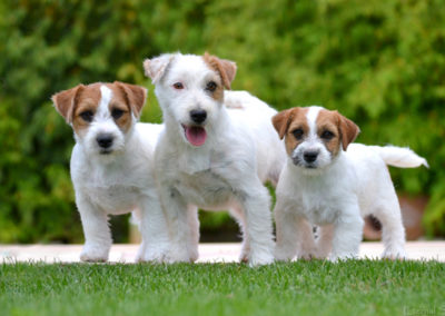 BEAUTY - Femelle Jack Russell Terrier
