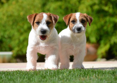 BEAUTY - Femelle Jack Russell Terrier