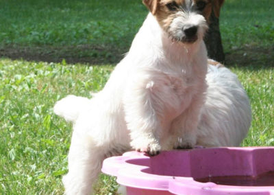 BEAUTY - Femelle Jack Russell Terrier