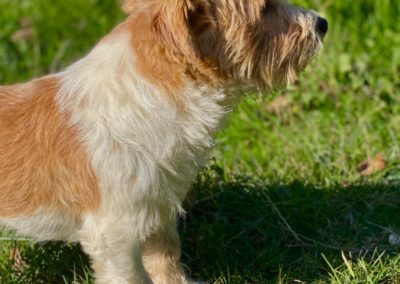 JOKER - Mâle Jack Russell Terrier