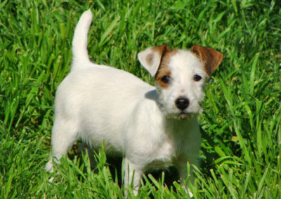 MARILOU - Femelle Jack Russell Terrier