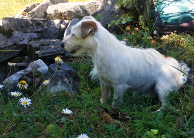 MARILOU - Femelle Jack Russell Terrier