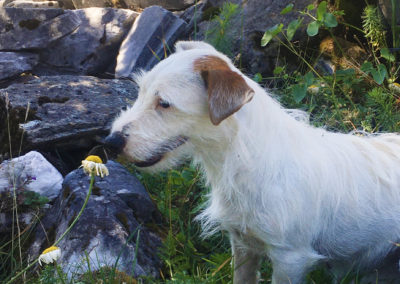 MARILOU - Femelle Jack Russell Terrier