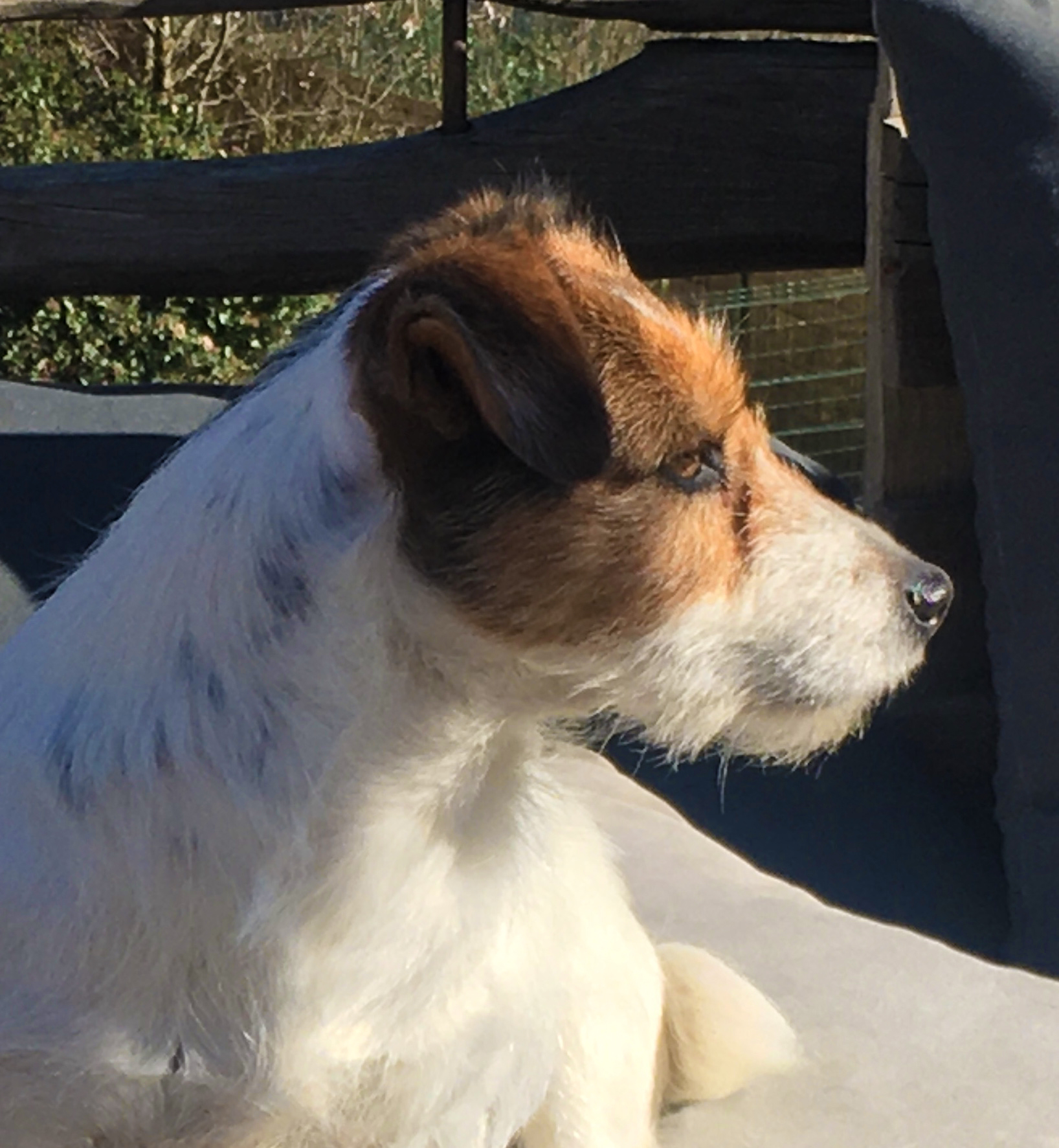 MECANO - Femelle Jack Russell Terrier