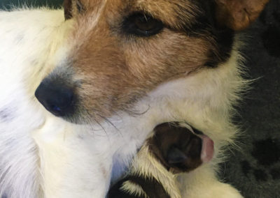 MECANO - Femelle Jack Russell Terrier