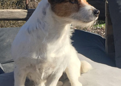 MECANO - Femelle Jack Russell Terrier