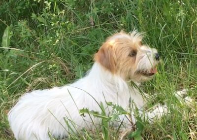 ODYSSEA - Femelle Jack Russell Terrier