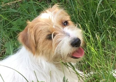 ODYSSEA - Femelle Jack Russell Terrier