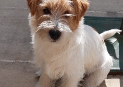 ODYSSEA - Femelle Jack Russell Terrier