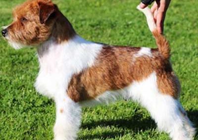 JOKER - Mâle Jack Russell Terrier