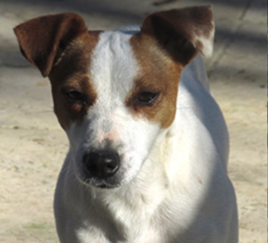 INDIE - Femelle Jack Russell Terrier