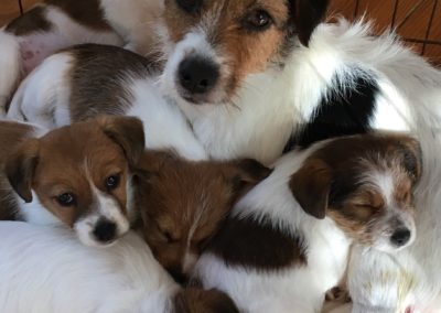 MECANO - Femelle Jack Russell Terrier